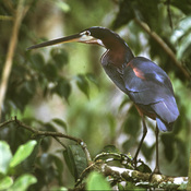 Agami Heron